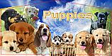 Puppies Panel Puppies Panel